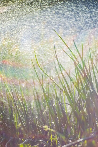 Watering Mistakes That Kill Plants