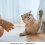 How to Create a Butterfly-Friendly Garden