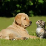 Keeping Pets Healthy Without Breaking the Bank: A Complete Guide for Smart Pet Owners